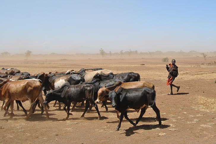 ternak, kekeringan, Afrika, anak, bekerja, gembala sapi, Tanzania