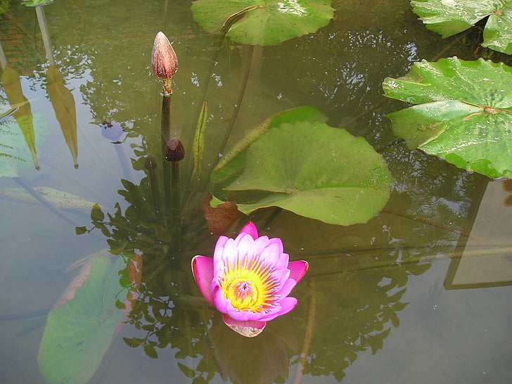 Nepal, kwiat lotosu, lilia wodna, Lotus