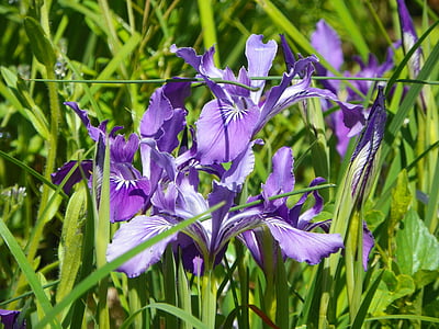 camas, spring, flower, green, pasture, lilac, violet
