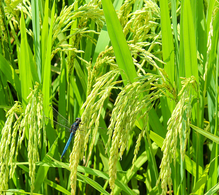 rice, summer, fresh, green, mature, gain, golden autumn
