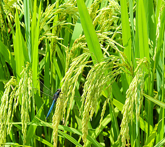 ris, sommer, frisk, grøn, modne, gevinst, gyldne efterår