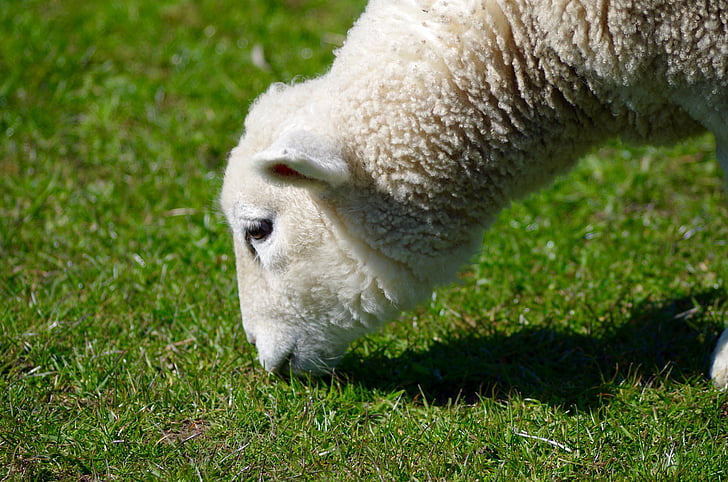 moutons, laine, animal, bétail, laine de mouton, digue, Sheepshead
