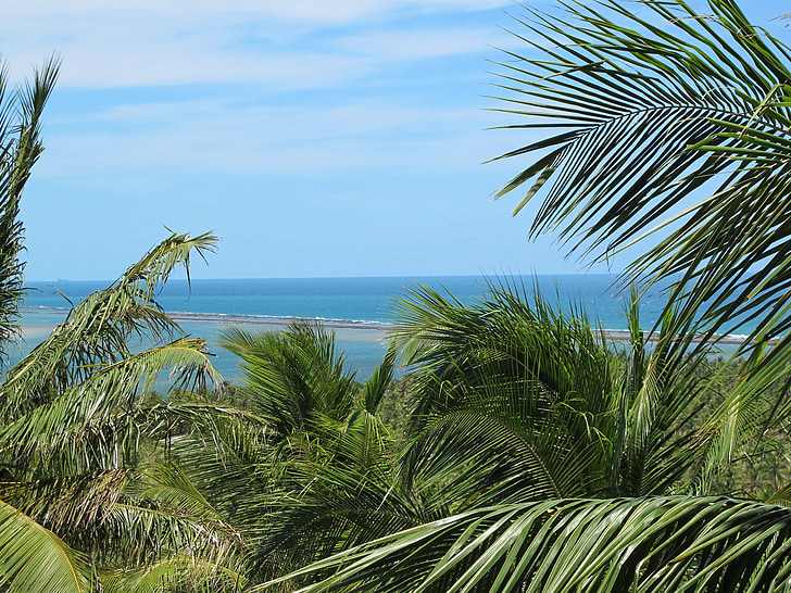 Brésil, palmiers, Salvador, mer, Vista, horizon