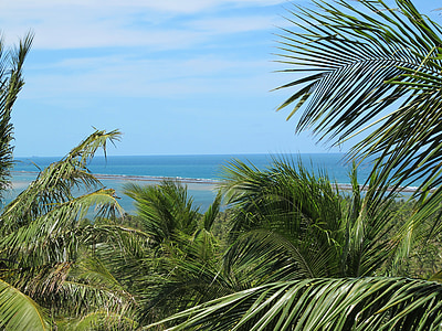 Brasiilia, Palms, Salvador, Sea, Vista, Horizon
