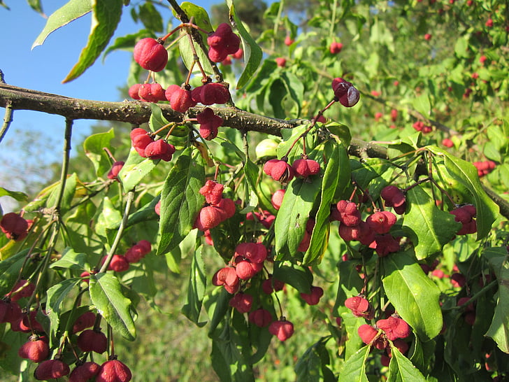 Euonymus europaeus, broche, axe européen, commun broche, arbre, fruits, rouge