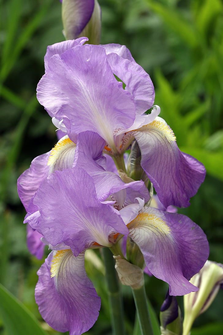 jaro, Iris, fialový květ, modrá, zahrada, zahradní rostlina, Closeup