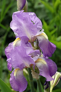 jaro, Iris, fialový květ, modrá, zahrada, zahradní rostlina, Closeup