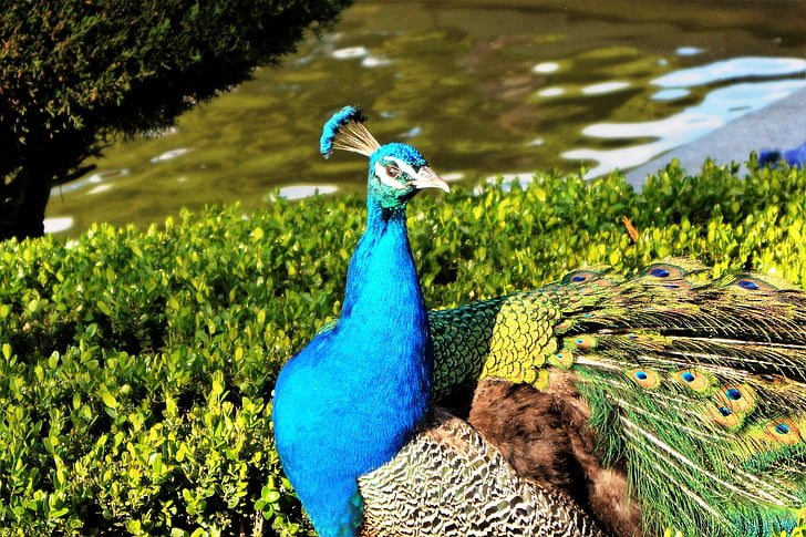 Peacock, het retiro-madrid, Spanje, Park