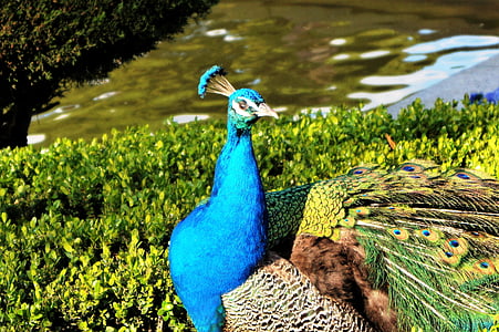 peacock, the retiro madrid, spain, park