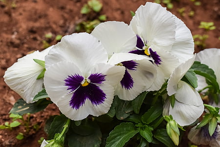 pansy, flower, white, purple, blossom, plant, spring