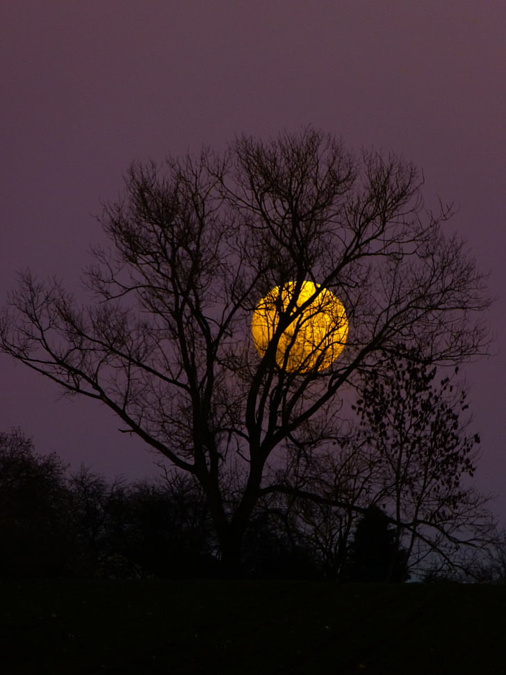 φεγγάρι, Πανσέληνος, Ανατολή Σελήνης, το βράδυ, Λυκόφως, φως του φεγγαριού, δέντρο