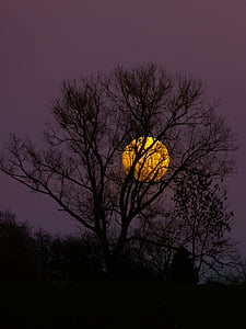 Луната, пълнолуние, Луна изгрев, вечерта, здрач, лунна светлина, дърво
