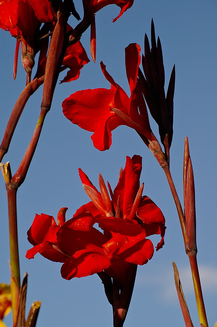 canna lilies, flowers, bloom, red, sky, garden, bright