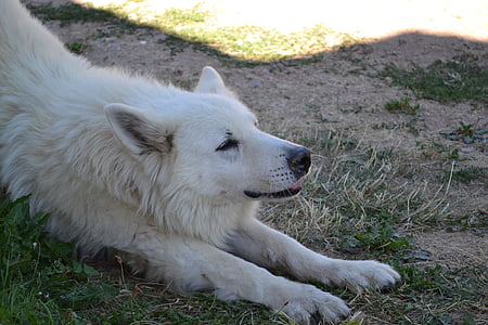 Schweizer weißer Schäferhund, Hund, Haustier, Tiere