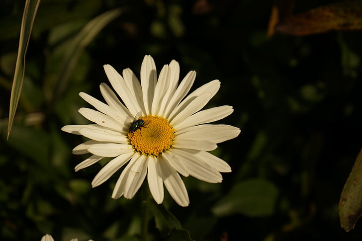 virág, menet közben, rovar, fehér