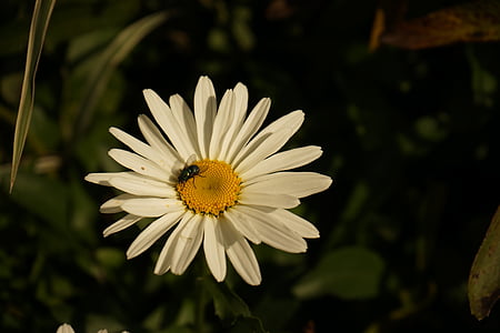 kwiat, latać, owad, biały