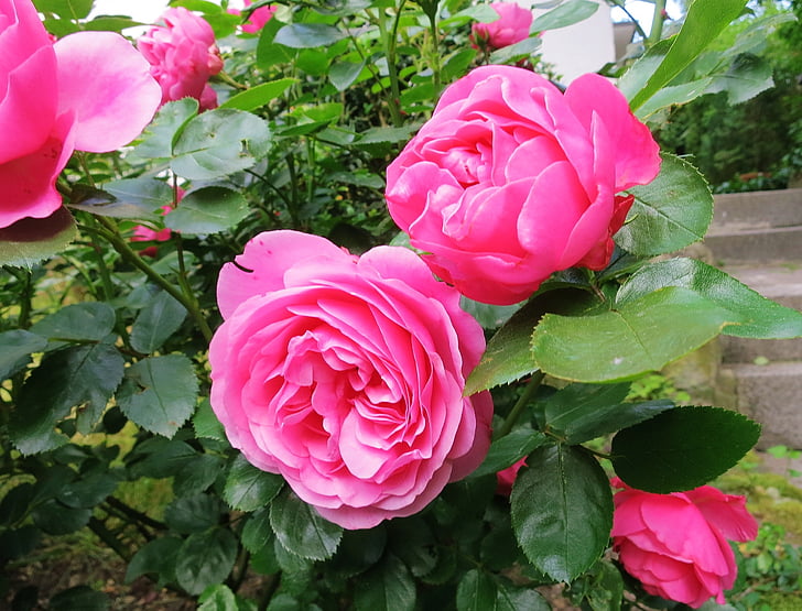 Rosa, doble flor, exuberant, jardí, vermell, macro