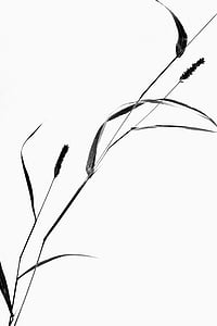 plant, still life, grass, silhouette, close-up, no people, white background