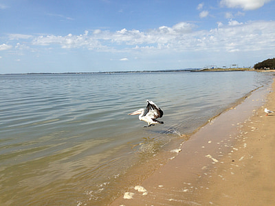 Plaża, Australia, pelikany, Latem, morze, Ocean, linia brzegowa