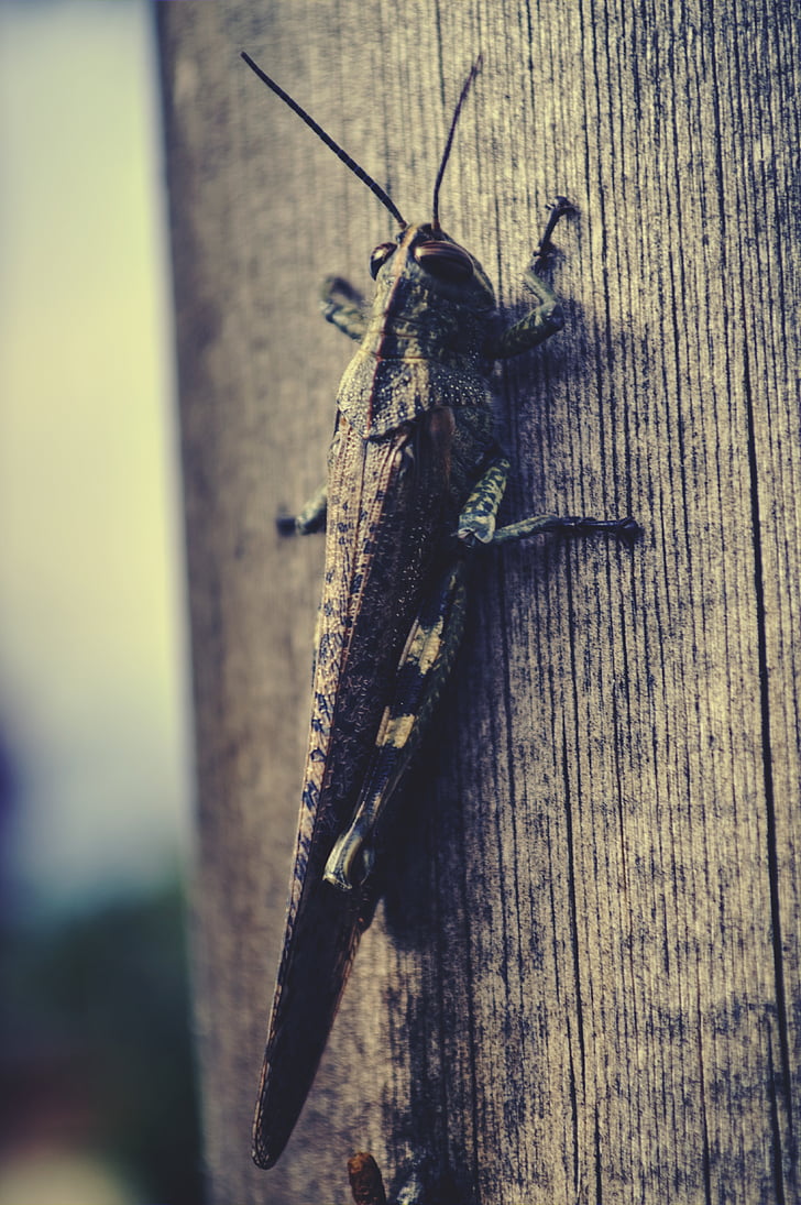 grasshopper, animal, tree, close-up, the antennæ