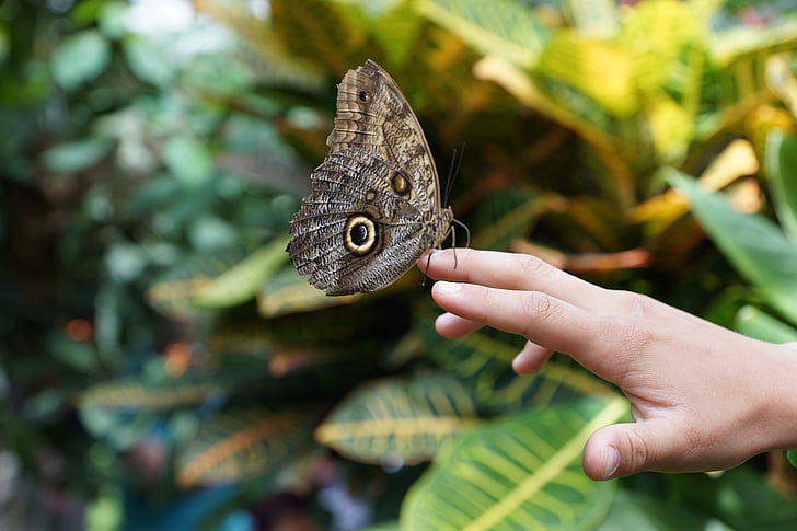 butterfly, nature, insect, wing, hand, butterfly - Insect, animal