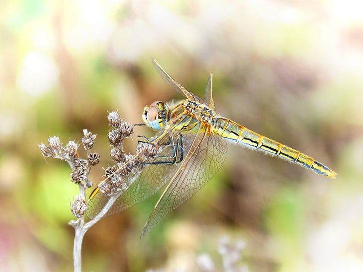 spāre, dzeltenā spāre, detalizēti, skaistumu, lidojošu insektu, Cordulegaster boltonii, vienam dzīvniekam