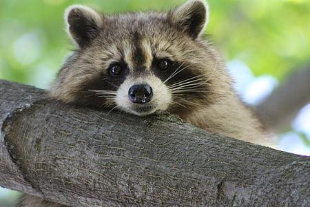 raccoon, cute, animal, wildlife, nature, mammal, forest