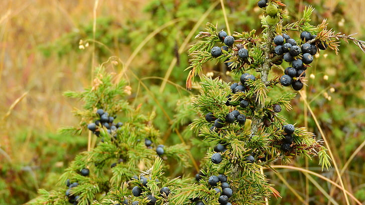 Juniper, detail, specerijen, Berry, naalden, Juniperus, natuur