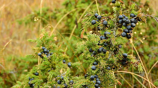 enebro, detalle, especias, Berry, agujas, Juniperus, naturaleza