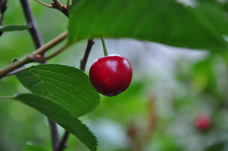 Cherry, natuur, fruit, Tuin, Closeup