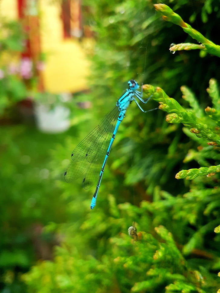 ważka, dragonflies, insects, nature, outdoors, green Color, summer