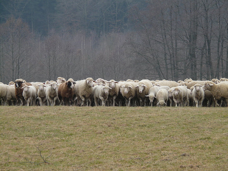 flock of sheep, sheep, flock, herd animal, pasture, animals, sheep's wool