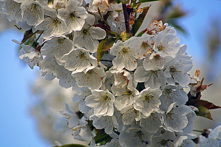 цветок, вишня, Весна, фруктовое дерево, дерево, Природа, Цветение сакуры