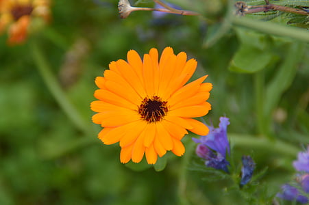 Marigold, květ, zahrada, květ, Bloom, oranžová