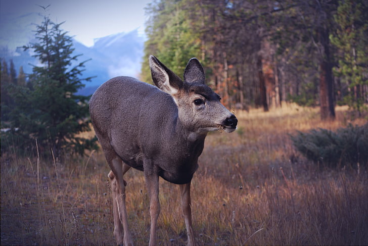 animal, animal photography, deer, forest, wilderness