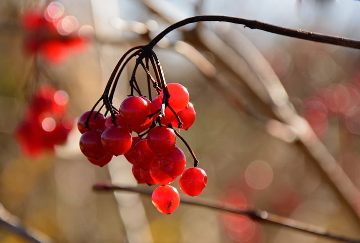 Berry, merah, Bush, buah-buahan, buah perhiasan, buah, Grove