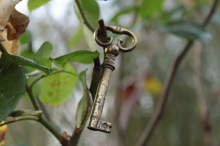 nøgle, haven, natur, tabel