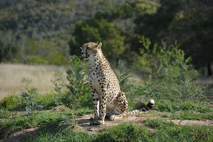 Sudáfrica, Parque Nacional, gato, flora y fauna, África, naturaleza, animales en la naturaleza
