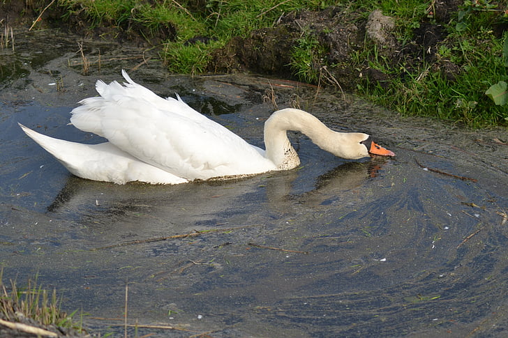 swan, farm, nature, swimming, wildlife, bird, animals