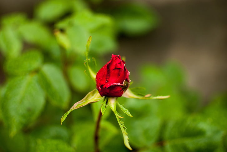 naik, bunga, bunga mawar, kelopak mawar, alam, kelopak, Pink rose