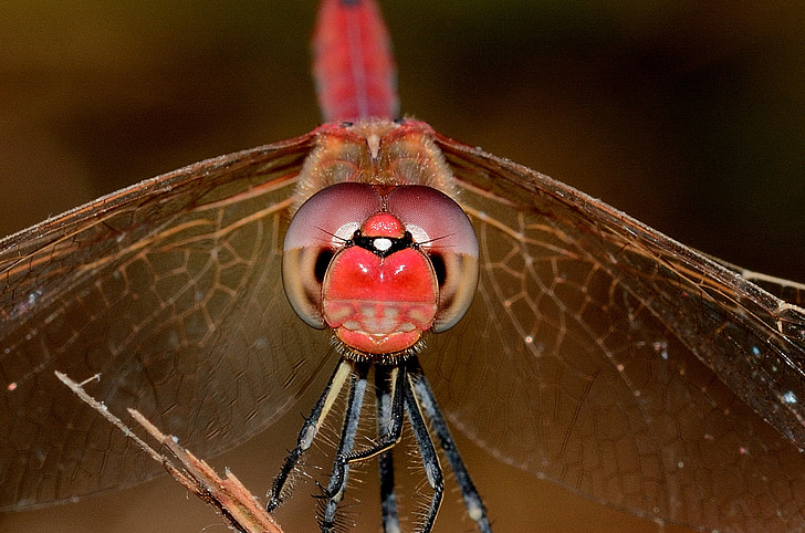 Dragonfly, Sympetrum, fonscolombii, man