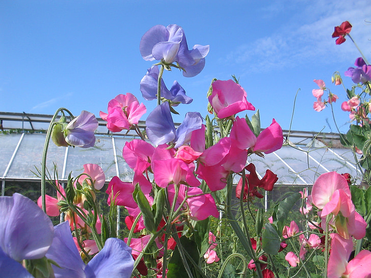 the valleys, sweet pea, flowers, summer, sunshine, color, sky blue
