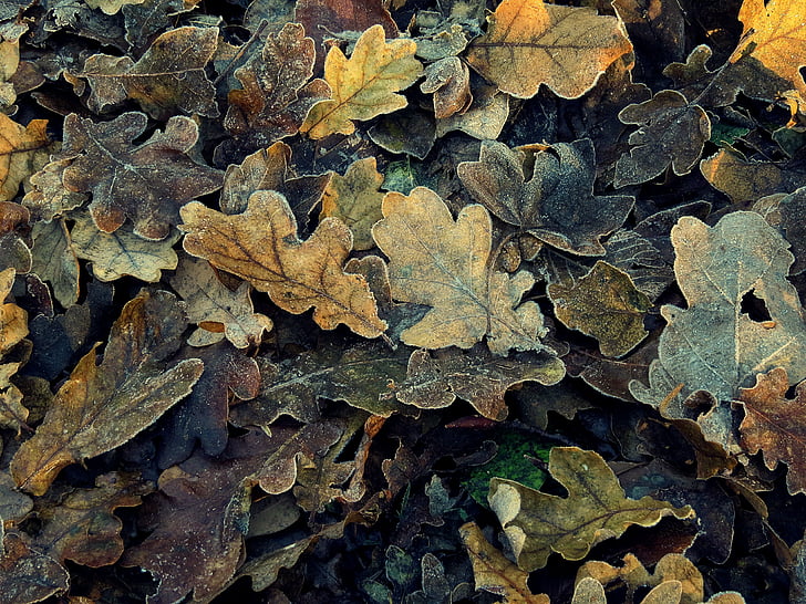 листья, Осень, замороженные, коричневый, дуб, холодная, Природа