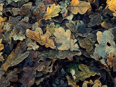 leaves, autumn, frozen, brown, oak, cold, nature