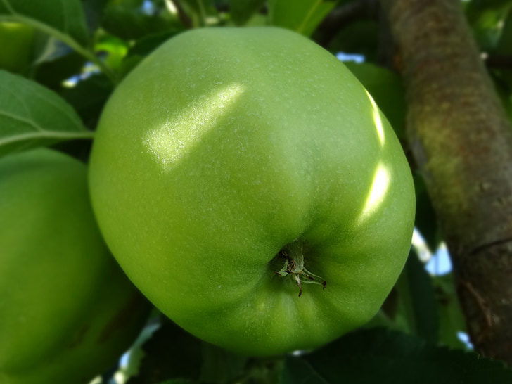 groene appel, appelboom, appelboomgaard, fruit, voedsel, natuur, blad