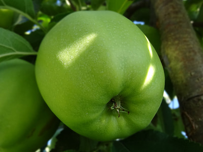 green apple, apple tree, apple orchard, fruit, food, nature, leaf
