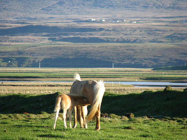 Исландия, кърменето, животни