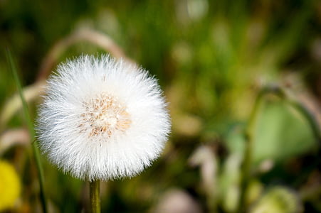 dandelion, faded, pointed flower, meadow, nature, seeds, white