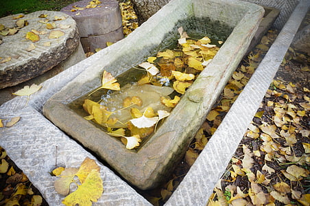 sink, autumn, small fresh
