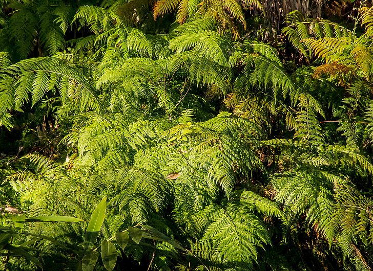 falgueres, fulles, verd, fullatge, Selva, exuberant, sub-tropical